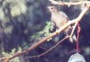 Gila woodpecker 1
