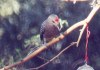Gila woodpecker 2