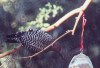 Gila woodpecker 3