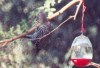 Gila woodpecker 5