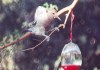Gila woodpecker 9