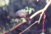 Gila woodpecker 4