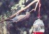 Gila woodpecker 6