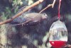 Gila woodpecker 7