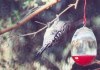 Gila woodpecker 10