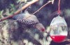 Gila woodpecker 8