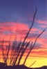 Sunset with Ocotillo