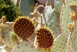 prickly pear pads