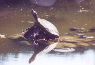 Turtle Reflected