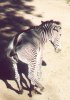 zebra story 1