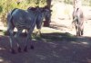 zebra story 3