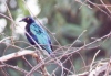 Fairy Bluebird