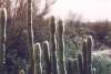 Organpipe cactus
