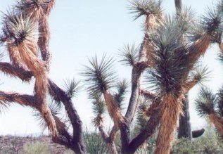 yucca