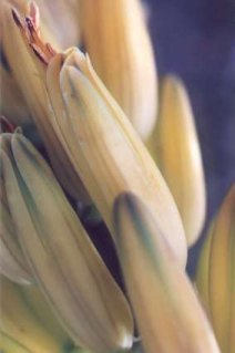 Aloe vera barbadensis flowers