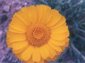 desert marigold flower