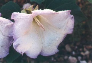 jimson weed flower