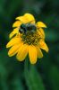 Bee on Heartleaf Arnica